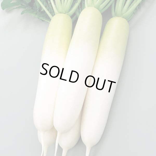 画像3: 送料無料　[大根]　夏秋自慢　約140粒　実咲450（203249）　(株)サカタのタネ (3)