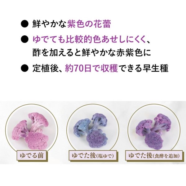 画像7: 送料無料　[カリフラワー]　オーナメントパープル（約25粒）　実咲450（203244） (株)サカタのタネ (7)