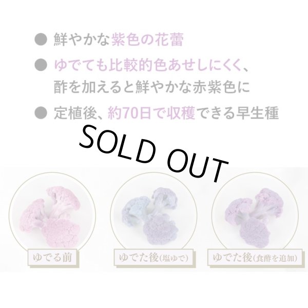画像7: [カリフラワー]　オーナメントパープル（約25粒）　実咲450（203244） (株)サカタのタネ (7)