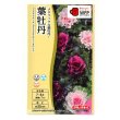 画像1: 送料無料　花の種　葉牡丹　クリスタルワイン＆バニラ　小袋（約20粒）タキイ種苗（株）NL300 (1)