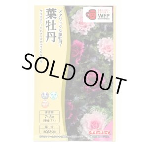 画像: 送料無料　花の種　葉牡丹　クリスタルワイン＆バニラ　小袋（約20粒）タキイ種苗（株）NL300