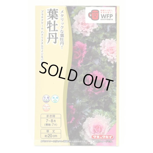 画像1: 送料無料　花の種　葉牡丹　クリスタルワイン＆バニラ　小袋（約20粒）タキイ種苗（株）NL300 (1)