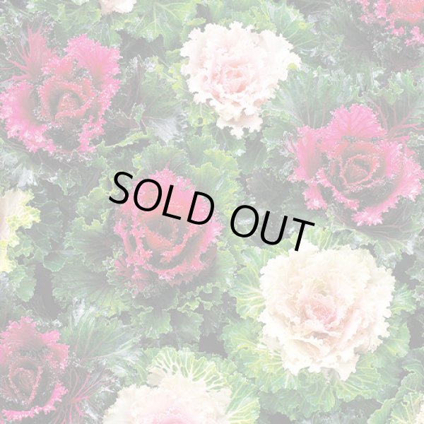 画像2: 送料無料　花の種　葉牡丹　クリスタルワイン＆バニラ　小袋（約20粒）タキイ種苗（株）NL300 (2)