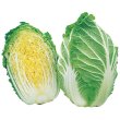 画像2: 送料無料　[白菜]　ちよぶき70　約110粒　（株）サカタのタネ　実咲450（003426） (2)