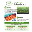 画像3: 送料無料[人参]　ベーター536　ペレット1万粒　（株）サカタのタネ (3)