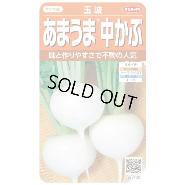 画像1: 送料無料　[かぶ]　玉波　約900粒　（株）サカタのタネ　実咲450（003099） (1)