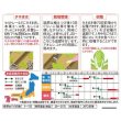 画像3: 送料無料　[白菜]　ちよぶき70　約110粒　（株）サカタのタネ　実咲450（003426） (3)