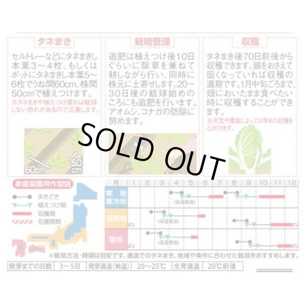 画像3: 送料無料　[白菜]　ちよぶき70　約110粒　（株）サカタのタネ　実咲450（003426） (3)