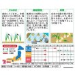 画像3: 送料無料　[たまねぎ]　ゆめたま　約250粒　（株）サカタのタネ　実咲450　（203247） (3)