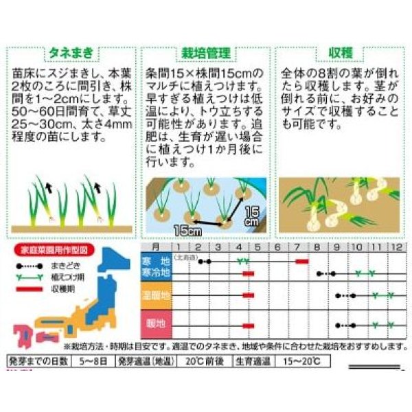 画像3: 送料無料　[たまねぎ]　ゆめたま　約250粒　（株）サカタのタネ　実咲450　（203247） (3)