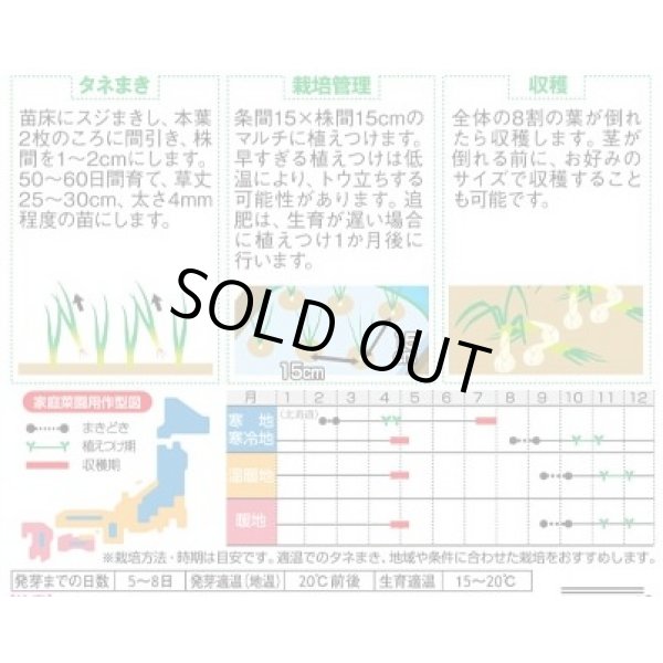 画像3: 送料無料　[たまねぎ]　ゆめたま　約250粒　（株）サカタのタネ　実咲450　（203247） (3)