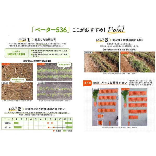 画像5: 送料無料[人参] ベーター536 ペレット1万粒 （株）サカタのタネ (5)