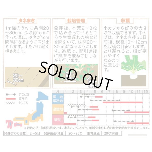 画像2: 送料無料　[かぶ]　玉波　約900粒　（株）サカタのタネ　実咲450（003099） (2)