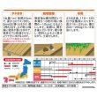 画像4: 送料無料　[人参]　濱美人　約400粒　（株）サカタのタネ　実咲450 (4)