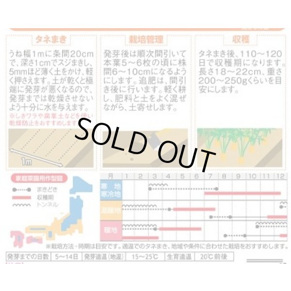 画像4: 送料無料　[人参]　濱美人　約400粒　（株）サカタのタネ　実咲450 (4)
