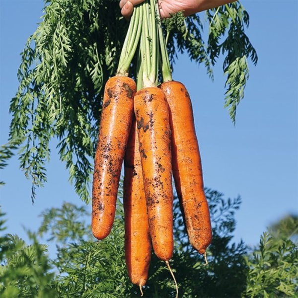 画像3: 送料無料　[人参]　濱美人　約400粒　（株）サカタのタネ　実咲450（203250） (3)