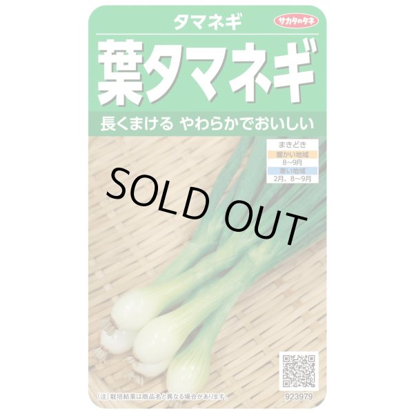 画像1: 送料無料　[たまねぎ]　葉タマネギ　　約180粒　　（株）サカタのタネ　実咲350（203248） (1)