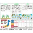 画像2: 送料無料　[たまねぎ]　葉タマネギ　　約180粒　　（株）サカタのタネ　実咲350（203248） (2)
