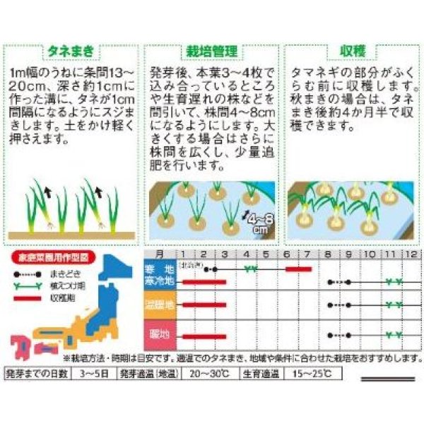 画像2: 送料無料　[たまねぎ]　葉タマネギ　　約180粒　　（株）サカタのタネ　実咲350（203248） (2)