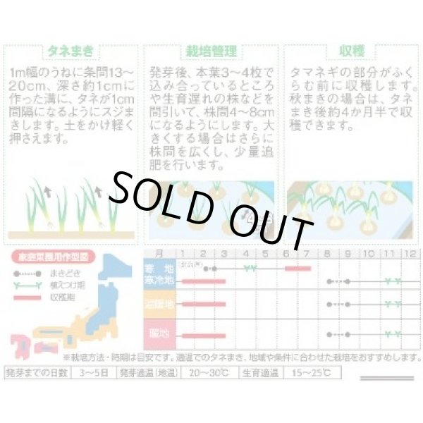 画像2: 送料無料　[たまねぎ]　葉タマネギ　　約180粒　　（株）サカタのタネ　実咲350（203248） (2)