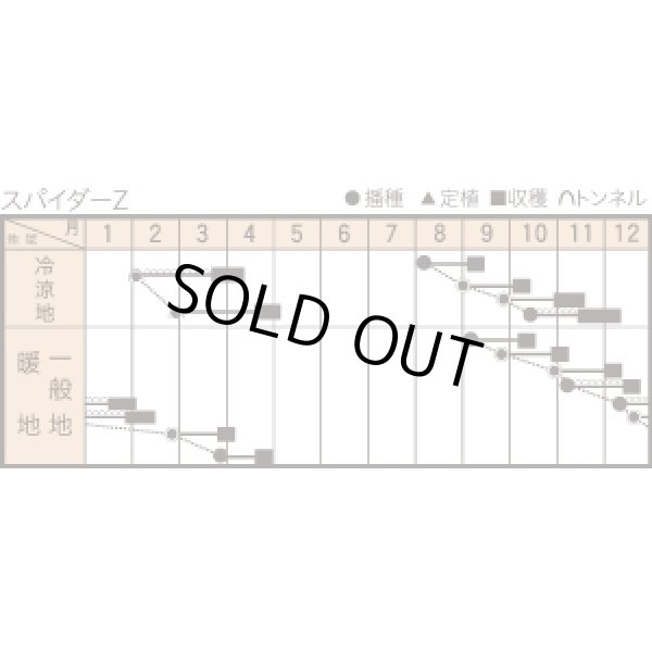 画像3: ほうれんそう　スパイダーZ　（種子サイズM）3万粒　トキタ種苗（株） (3)