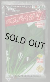 画像: ほうれんそう　スパイダーZ　（種子サイズM）3万粒　トキタ種苗（株）