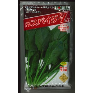 画像: ほうれんそう　スパイダーZ　（種子サイズM）3万粒　トキタ種苗（株）