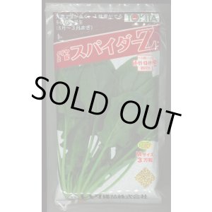 画像: ほうれんそう　スパイダーZ　（種子サイズM）3万粒　トキタ種苗（株）