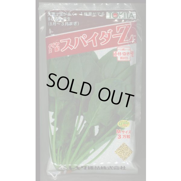 画像1: ほうれんそう　スパイダーZ　（種子サイズM）3万粒　トキタ種苗（株） (1)