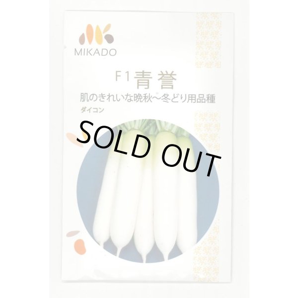 画像1: 送料無料　大根種　青誉　500粒　ヴィルモランみかど（株） (1)