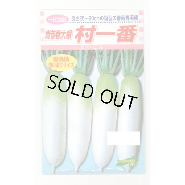 画像1: 送料無料　[大根]　村一番　 小袋（3ml）　松永種苗(株) (1)