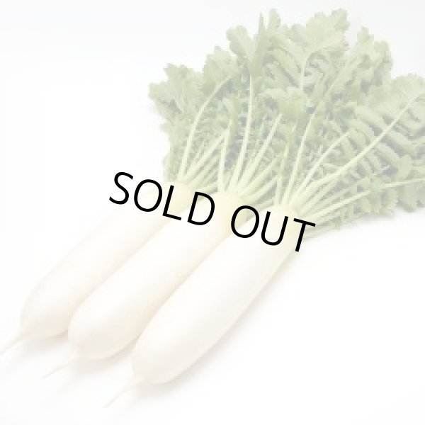 画像2: 送料無料　大根種　青誉　500粒　ヴィルモランみかど（株） (2)