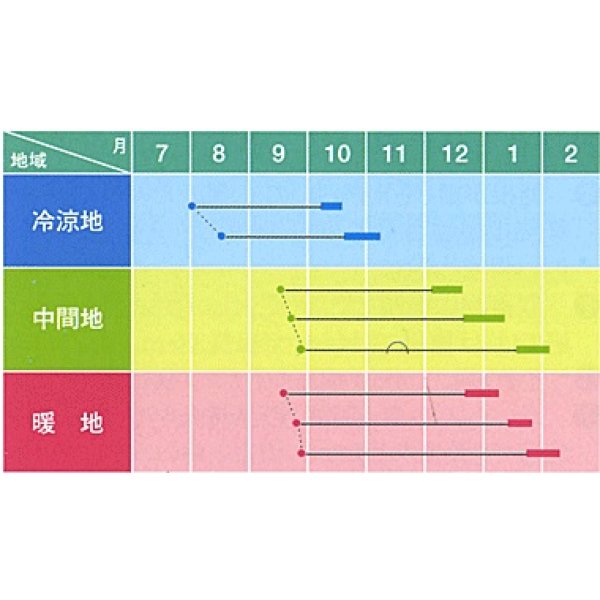 画像3: 送料無料　大根種　青誉　500粒　ヴィルモランみかど（株） (3)