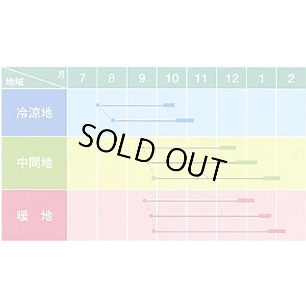 画像3: 送料無料　大根種　青誉　500粒　ヴィルモランみかど（株） (3)