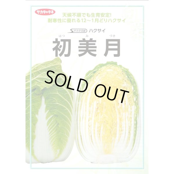 画像2: 送料無料　[白菜]　初美月　ペレット5千粒　（株）サカタのタネ (2)