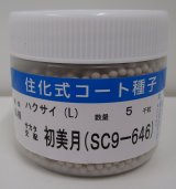 画像: 送料無料 [白菜] 初美月 ペレット5千粒 （株）サカタのタネ