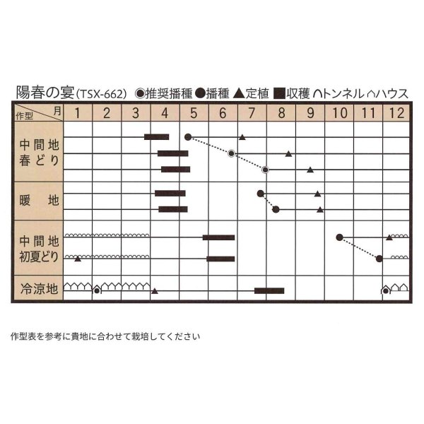 画像2: 送料無料　[ねぎ]　陽春の宴　コート5千粒　トキタ種苗(株) (2)