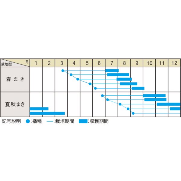 画像3: 送料無料　[牛蒡]　てがるゴボウ　8ml（約280粒）（株）大和農園 (3)