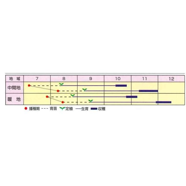 画像2: 送料無料　[キャベツ]　なぎさ　2000粒　渡辺農事（株） (2)