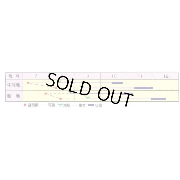 画像2: 送料無料　[キャベツ]　なぎさ　2000粒　渡辺農事（株） (2)