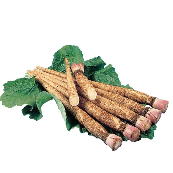 画像4: 送料無料　[牛蒡]　てがるゴボウ　8ml（約280粒）（株）大和農園 (4)