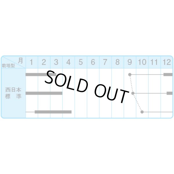 画像3: 送料無料　博多かつを菜　10ml 中原採種場（株） (3)