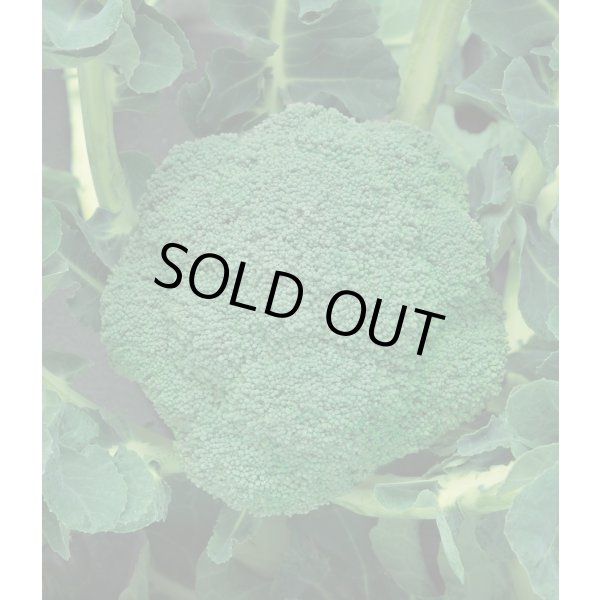 画像2: 送料無料　[ブロッコリー]　チャレンジャーSP　ペレット5千粒　タキイ種苗(株) (2)