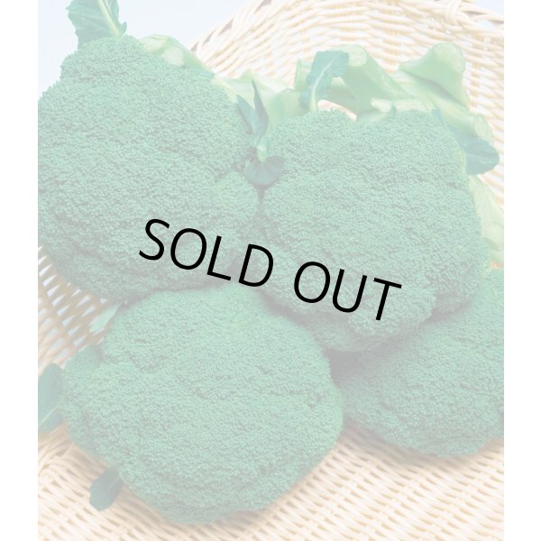 画像2: 送料無料　[ブロッコリー]　メガドーム　5000粒　ペレット種子　タキイ種苗(株) (2)