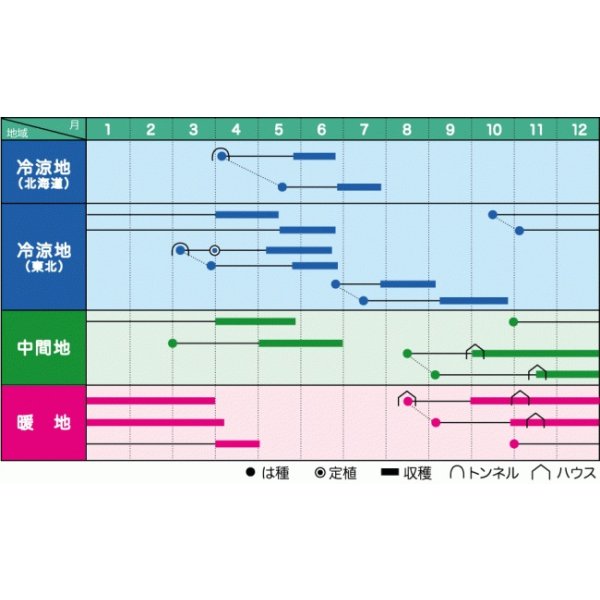 画像3: 送料無料　[えんどう]　ニムラ平成１号　1dl　ヴィルモランみかど（株） (3)