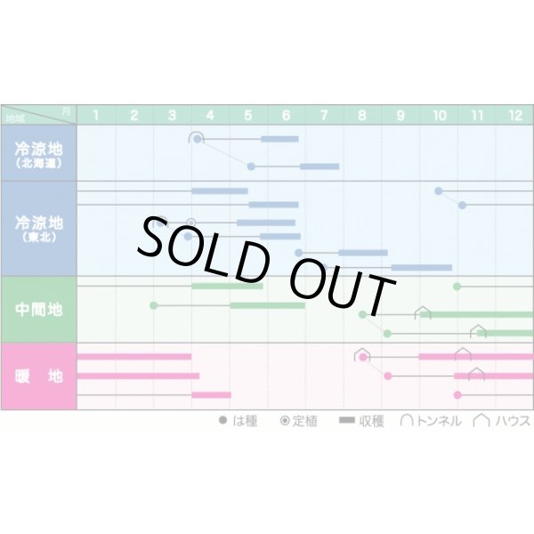 画像3: 送料無料　[えんどう]　ニムラ平成１号　1dl　ヴィルモランみかど（株） (3)