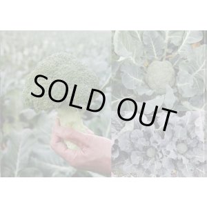 画像: 送料無料　[ブロッコリー]　勇麟　　ペレット5000粒　トキタ種苗（株）