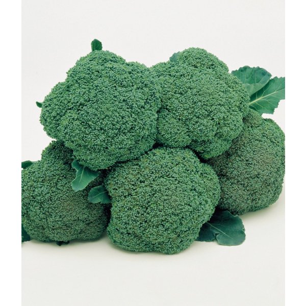 画像2: 送料無料　[ブロッコリー]　ハイツＳＰ　ペレット5千粒　タキイ種苗(株) (2)