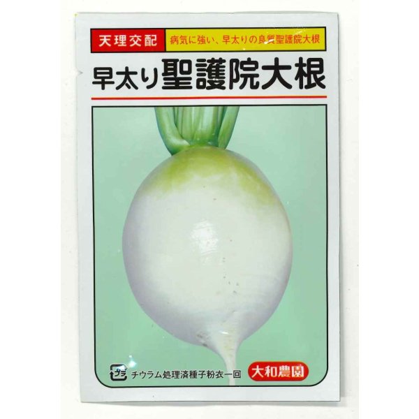 画像1: 送料無料　[大根]　早太り聖護院大根　8ml　（株）大和農園 (1)