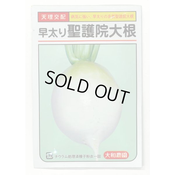 画像1: 送料無料　[大根]　早太り聖護院大根　8ml　（株）大和農園 (1)